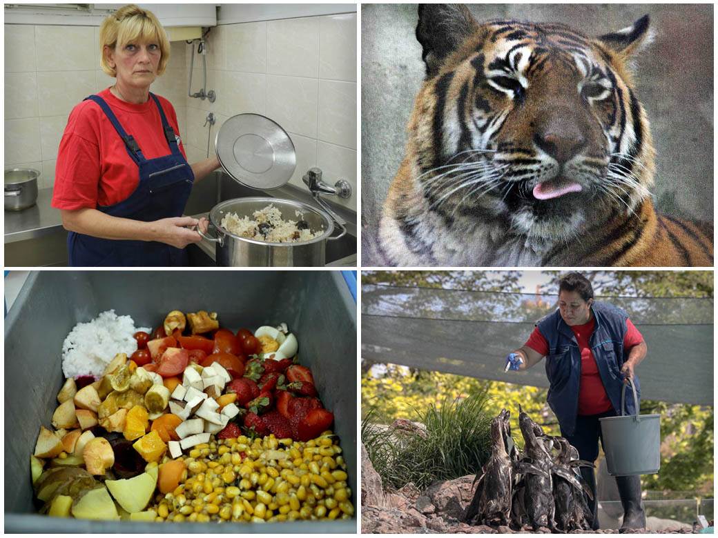  Beograd zoološki vrt hranjenje životinja 