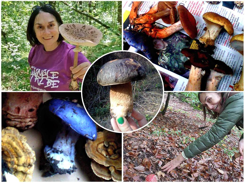  gljive upotreba liječenje prirodna medicina 