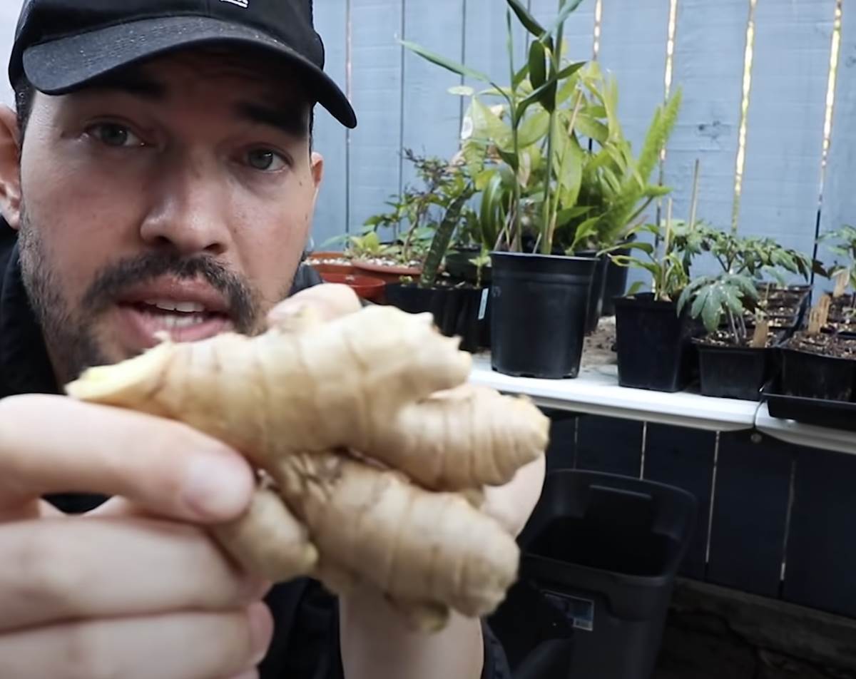  Đumbir u saksiji kako se gaji 