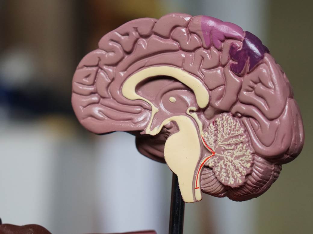 ljudski mozak 3d mapa google harvard projekat 