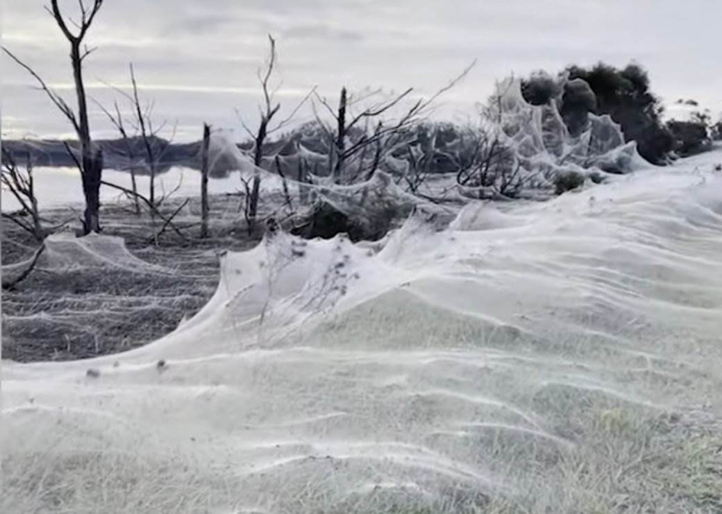  Nije prizor za plašljive: Izdaleka liči na snijeg, ali da li primjećujete ove crne tačke? 