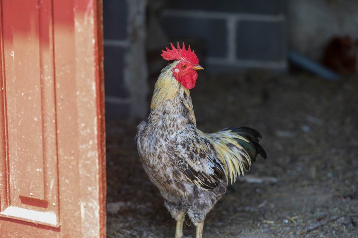  Zabrana prodaje svinja u RS 