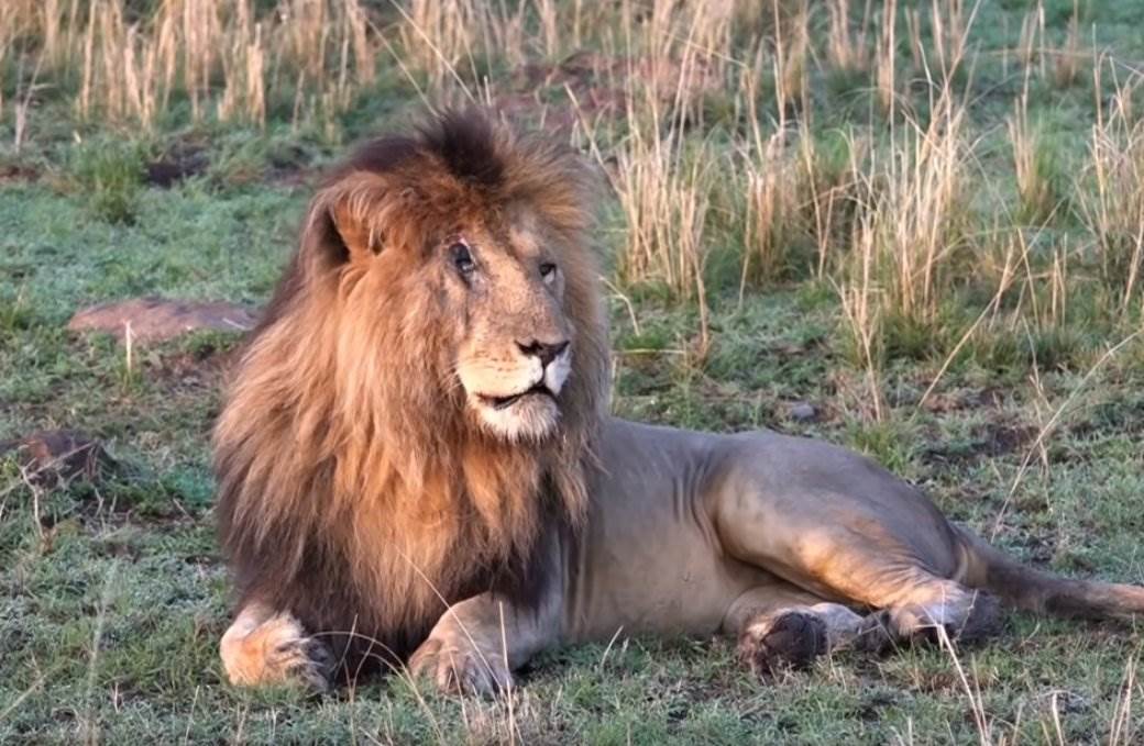  Preminuo "Skarfejs", najpoznatiji lav na svijetu: Bio vođa zloglasnog čopora lavica, strah i trepet savane! (FOTO) 