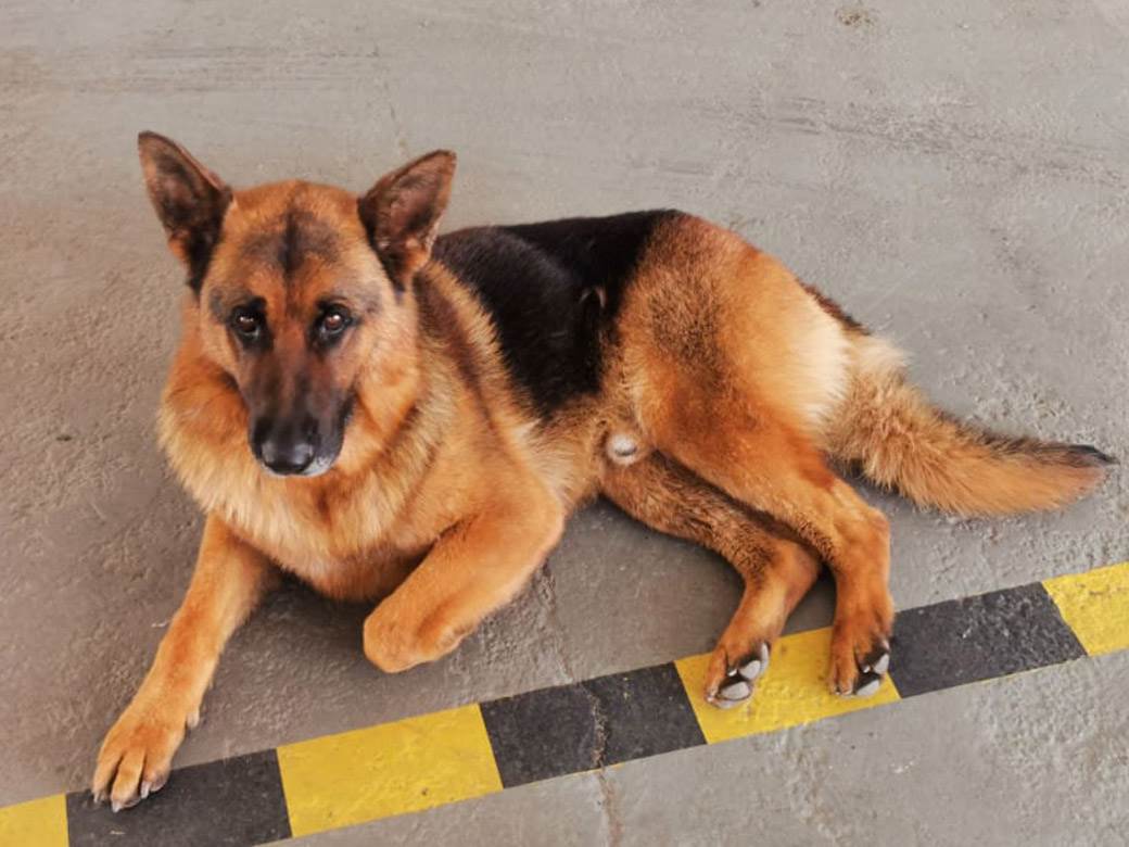  pas vučjak lutao 20 dana 