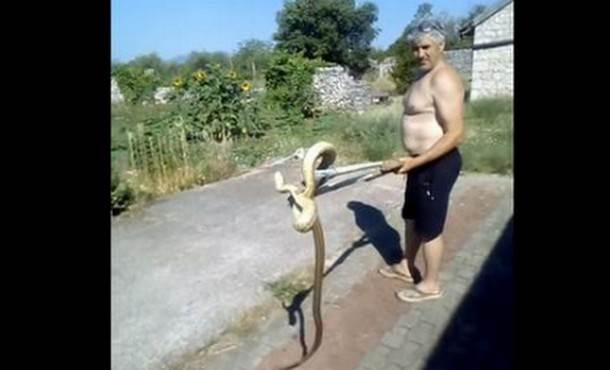  Ogromna zmija, Kravosas, Ljubuški 