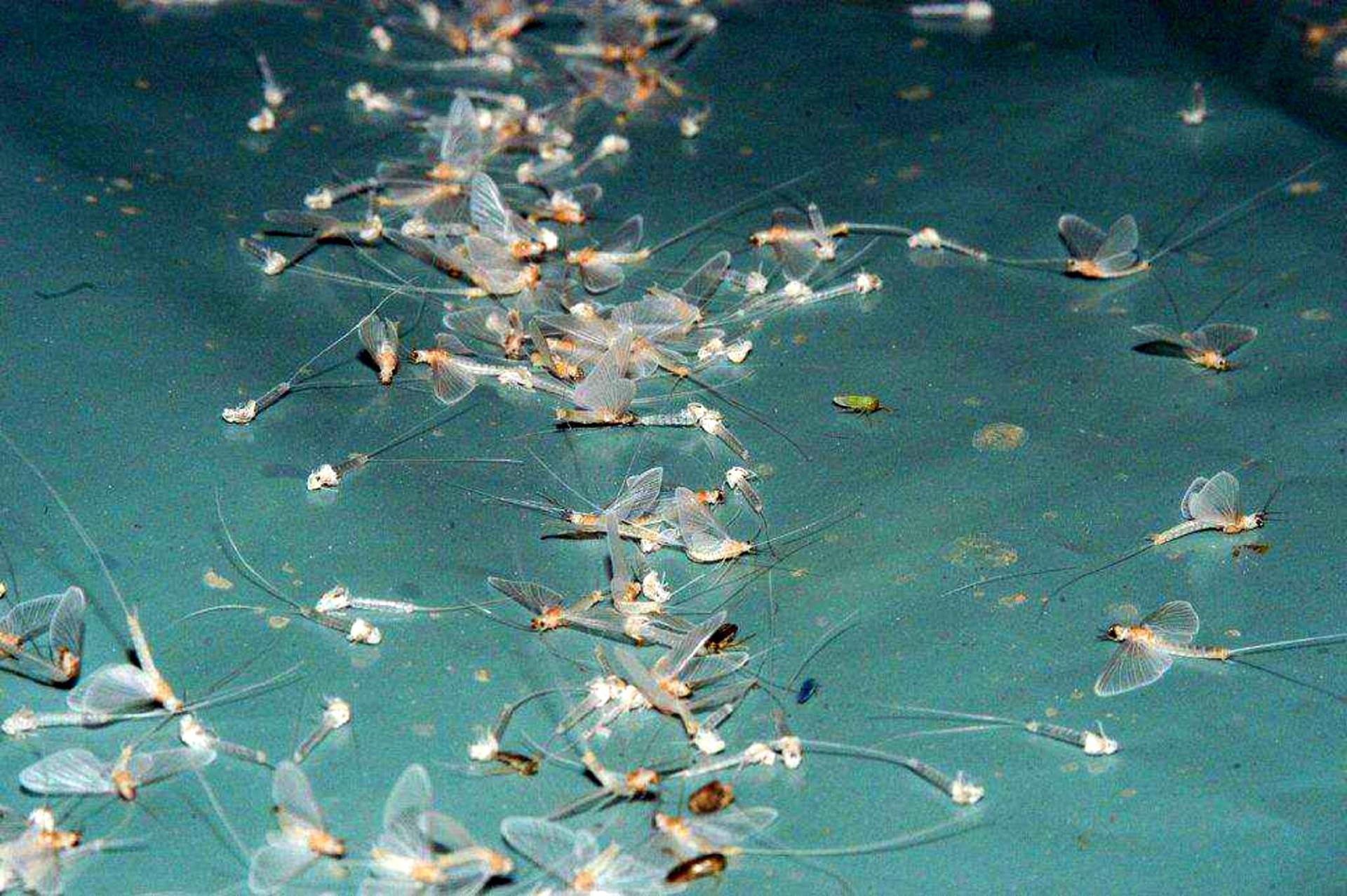  Prnjavor šta vidjeti turizam 