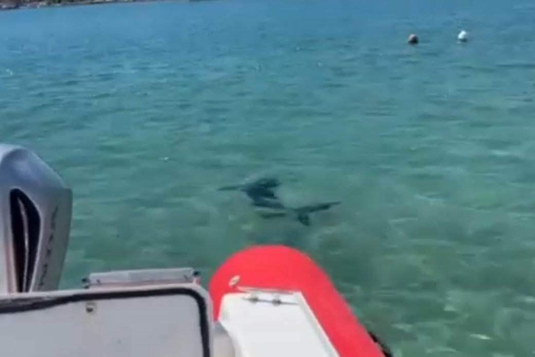  Ajkula u plićaku Jadranskog mora?! Morska zvijer od metar i po prepala kupače 