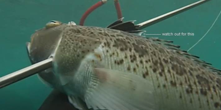  Ljetujete na Jadranu? Čuvajte se otrovne "dragane" (VIDEO) 