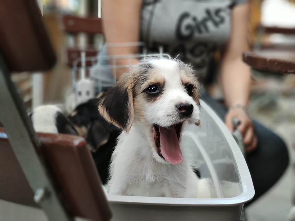  Humanitarni bazar za štićenike Udruženja "Verdi": Dođite na maženje i pomozite kučićima bez doma 