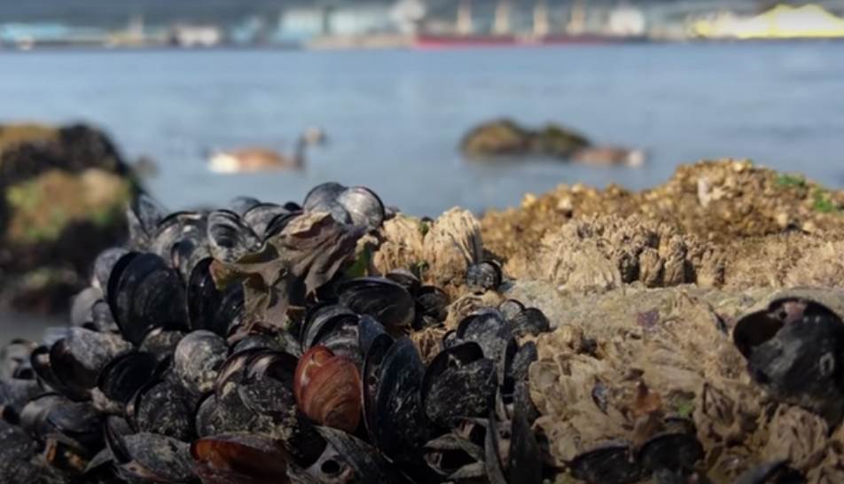  Toplotni talas u Kanadi skuvao školjke u moru 