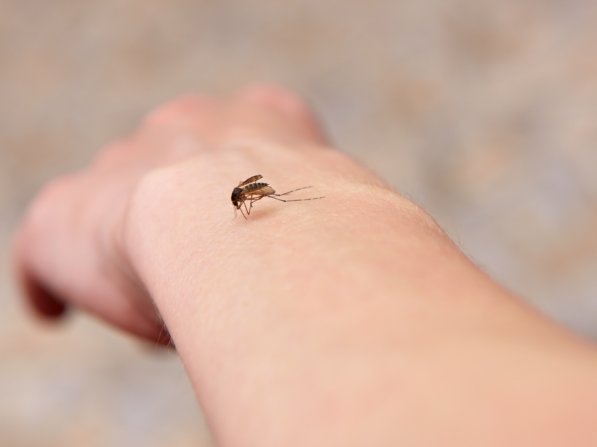  Kako otjerati komarce 