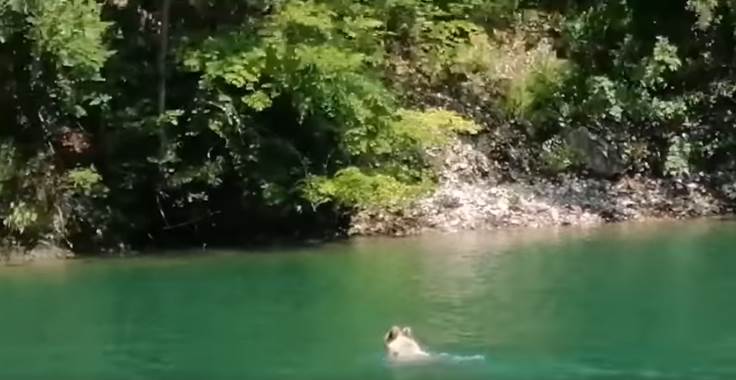  medvjed u drini perućac 