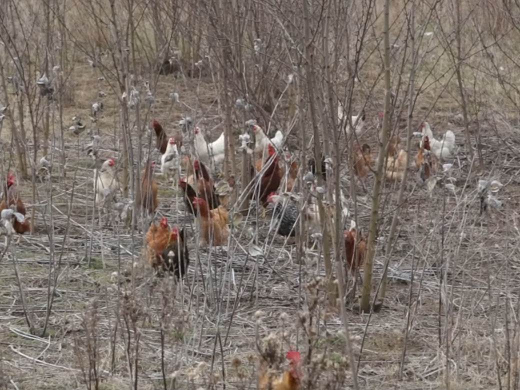  Crna Gora: Od vrućine uginulo 200.000 kokošaka  