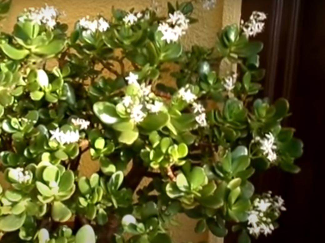  Najbolja biljka za privlačenje novca po feng šuiju je izvor velike opasnosti 