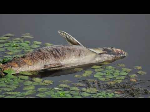  Tomaš: Zatražiću hitnu sjednicu Skupštine opštine zbog uginule ribe 