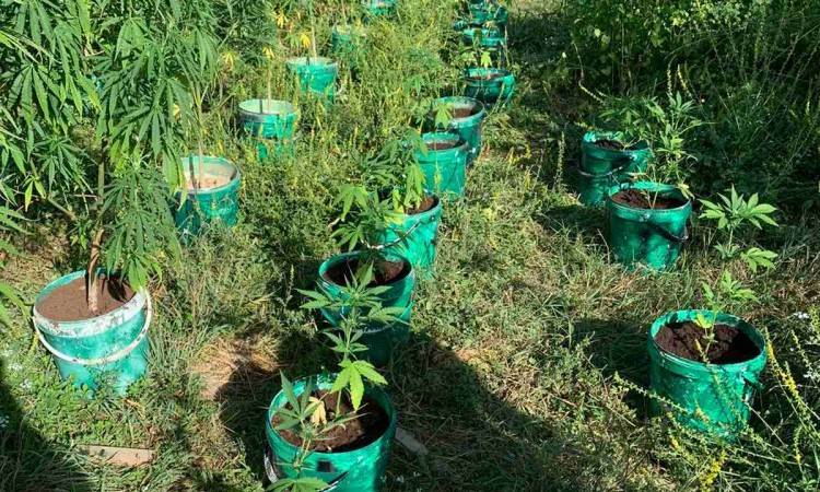  Hapšenje u akciji Plantaža 