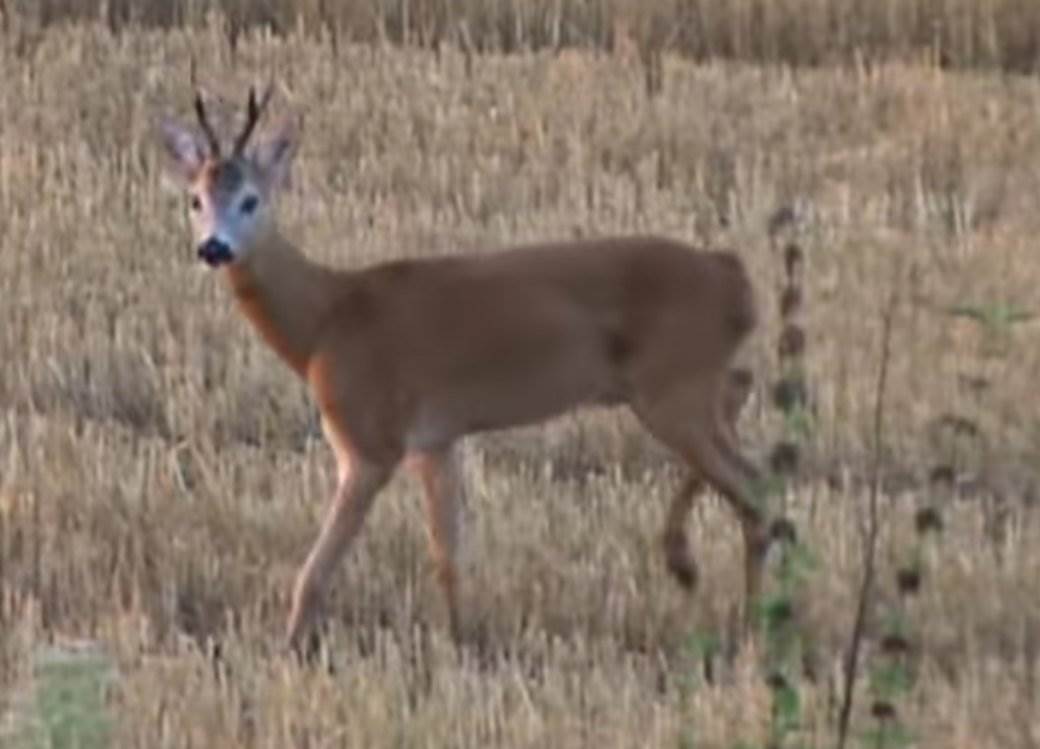  Pronađen i odstrijeljen pomahnitali srndać: Napadao ljude u njihovim dvorištima, tijelo se šalje na ispitivanja! 