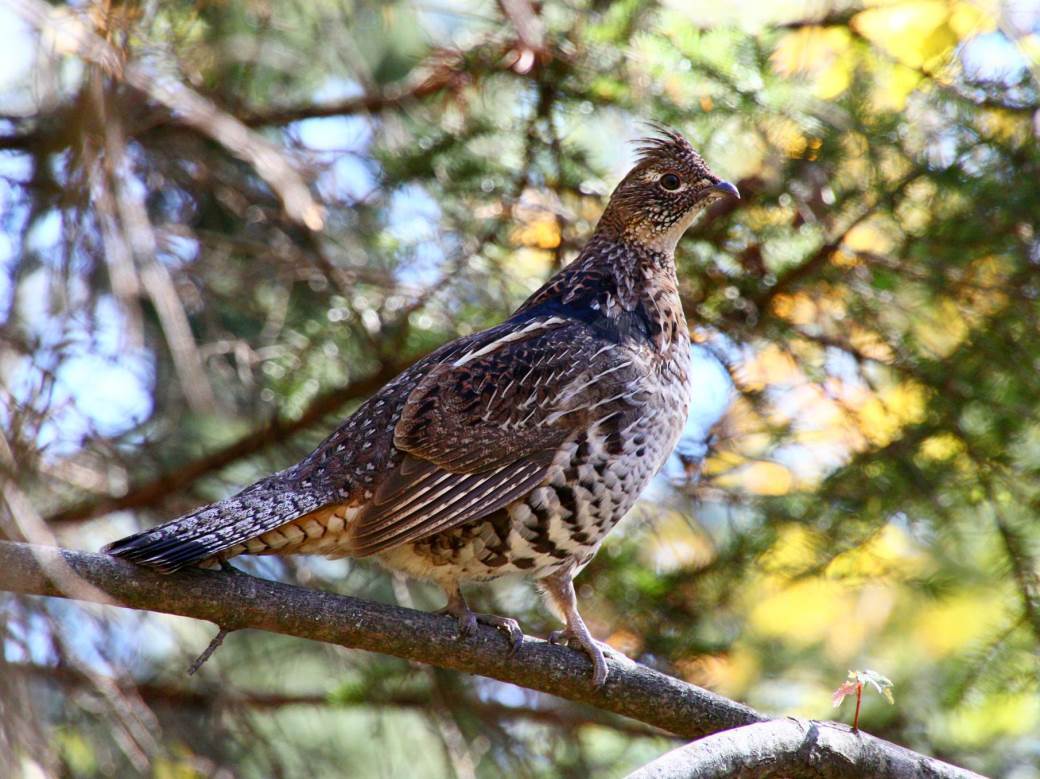  Znate li zašto se kaže "zaljubljen kao tetrijeb"? 