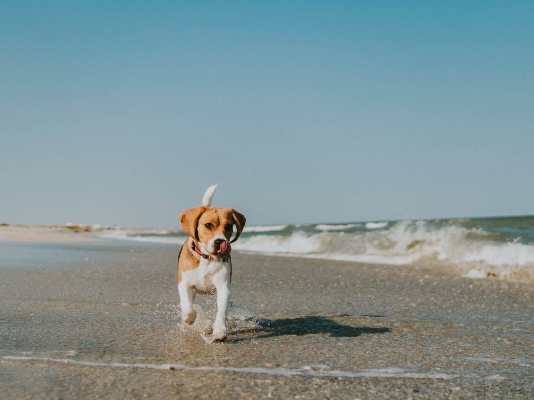  sea-beach-dog-pets-animals-summer-summer-beagle-seaside-dogs-dog-lover-beach-landscape-happy-pets_t20_YVmAlX 