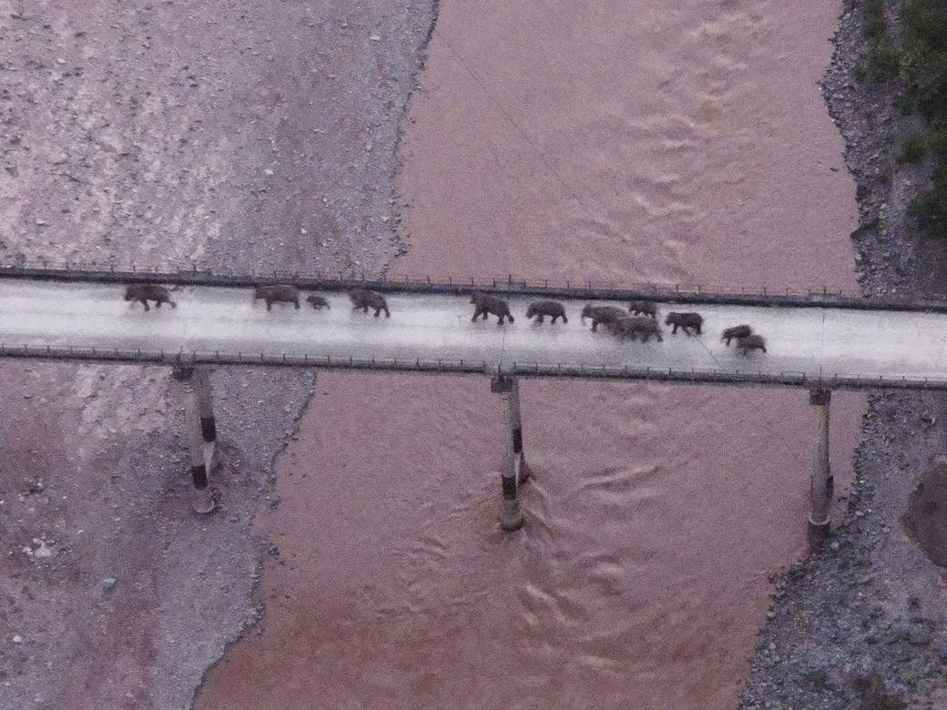  Evakuisano 150.000 ljudi zbog krda slonova: Lutaju Kinom već 17 mjeseci (VIDEO) 