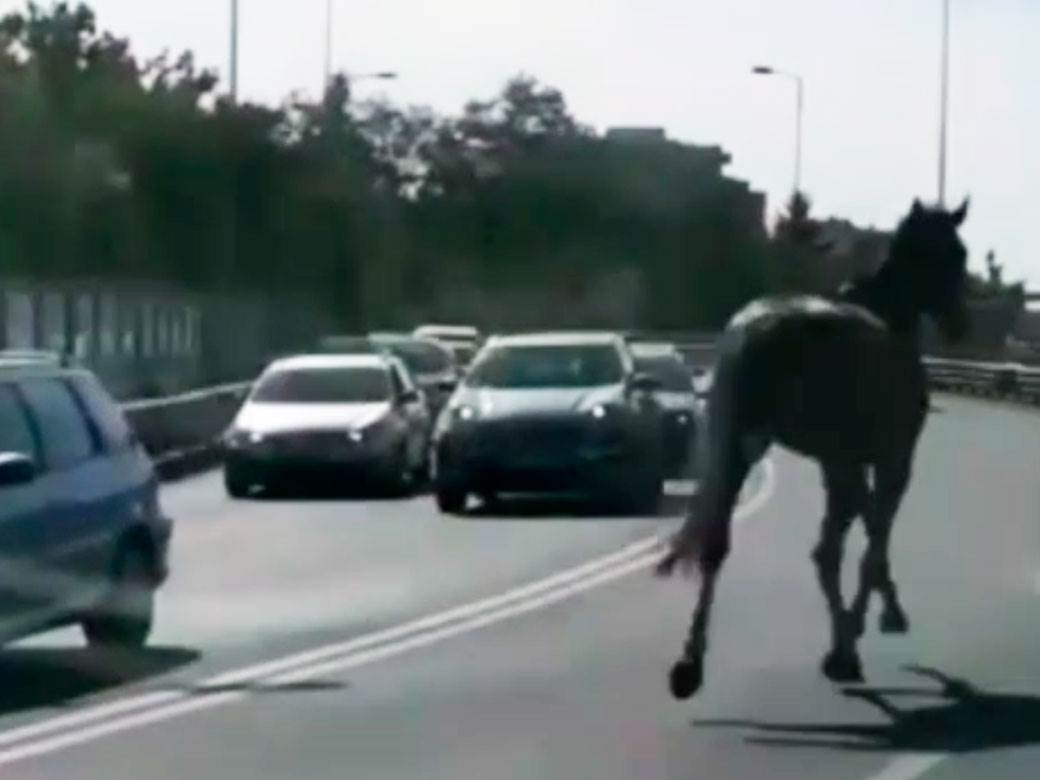  Rasni konj pobjegao s hipodroma, pa napravio haos na ulicama Beograda 