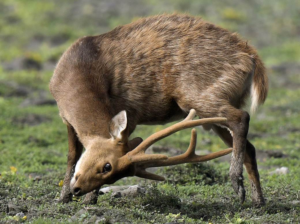  Korona virus pronađen i kod jelena 