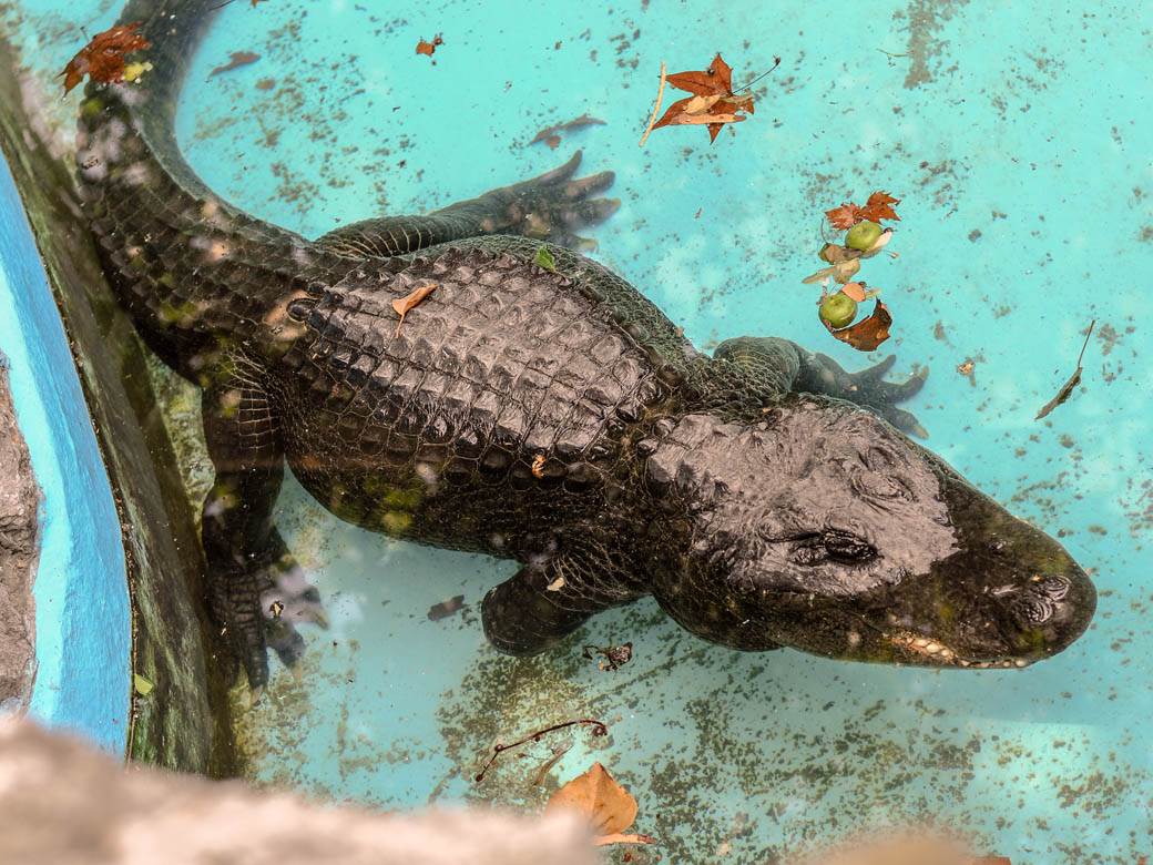  Mujo aligator zoološki vrt u Beogradu 