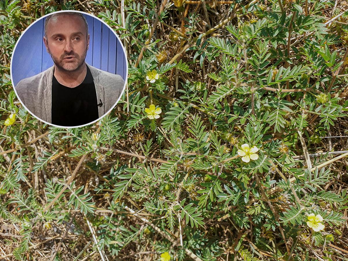  Povećava nivo testosterona, mišićnu masu, dio je i čajeva za potenciju: Za moćnu biljku mnogi misle da je korov! 