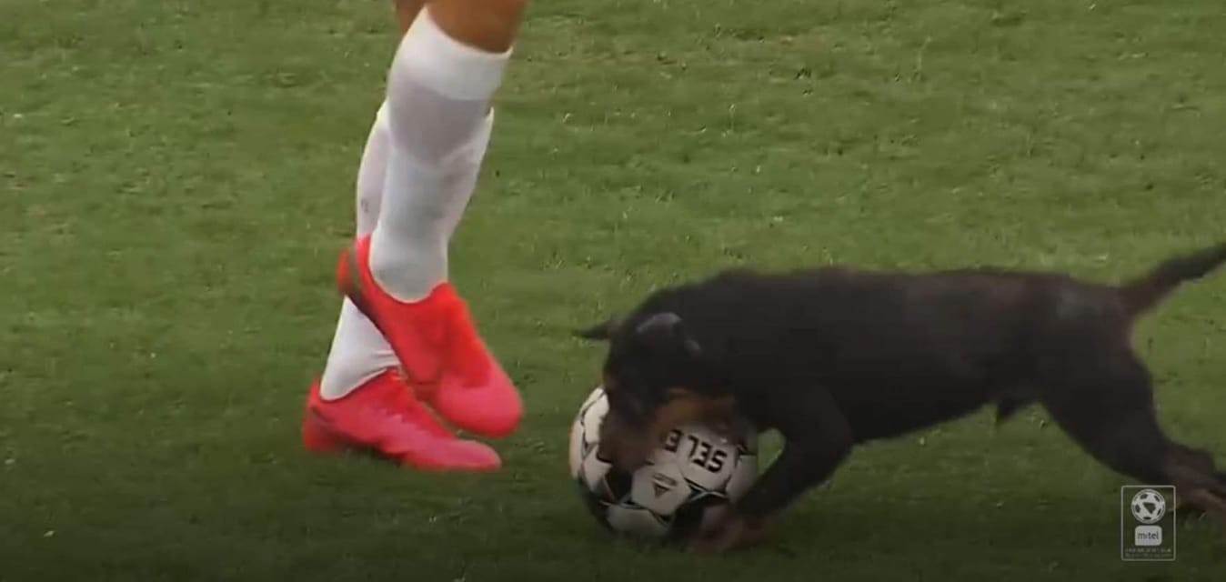  sloboda posušje pas 