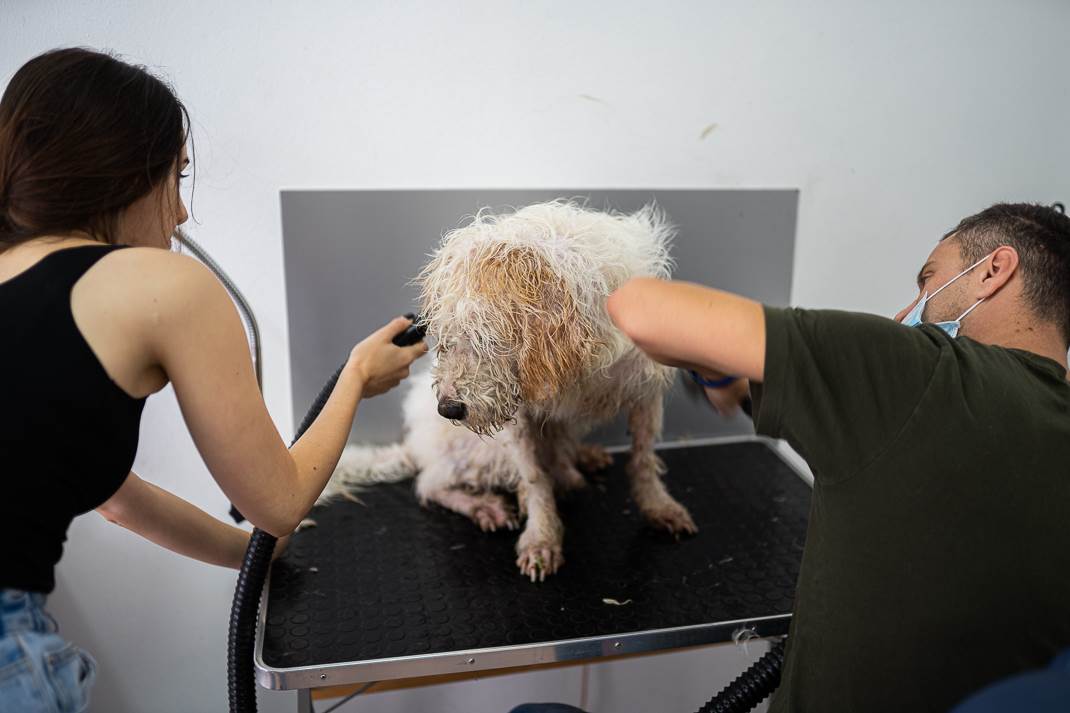  Šta će psu frizer ili zašto je "gruming" važan za zdravlje vašeg psa (FOTO/VIDEO) 