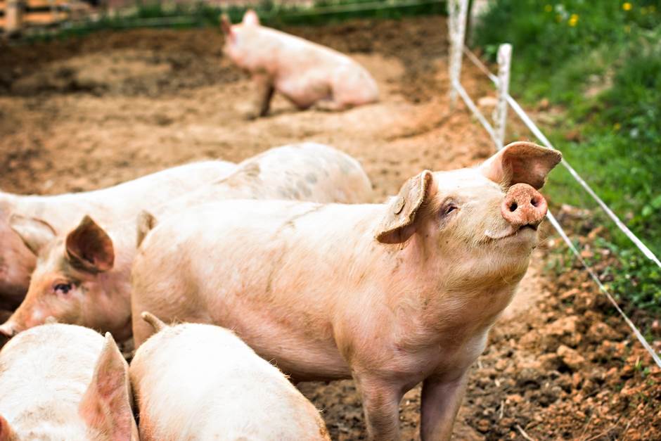  Poziv za prijavu za interventni otkup svinja 