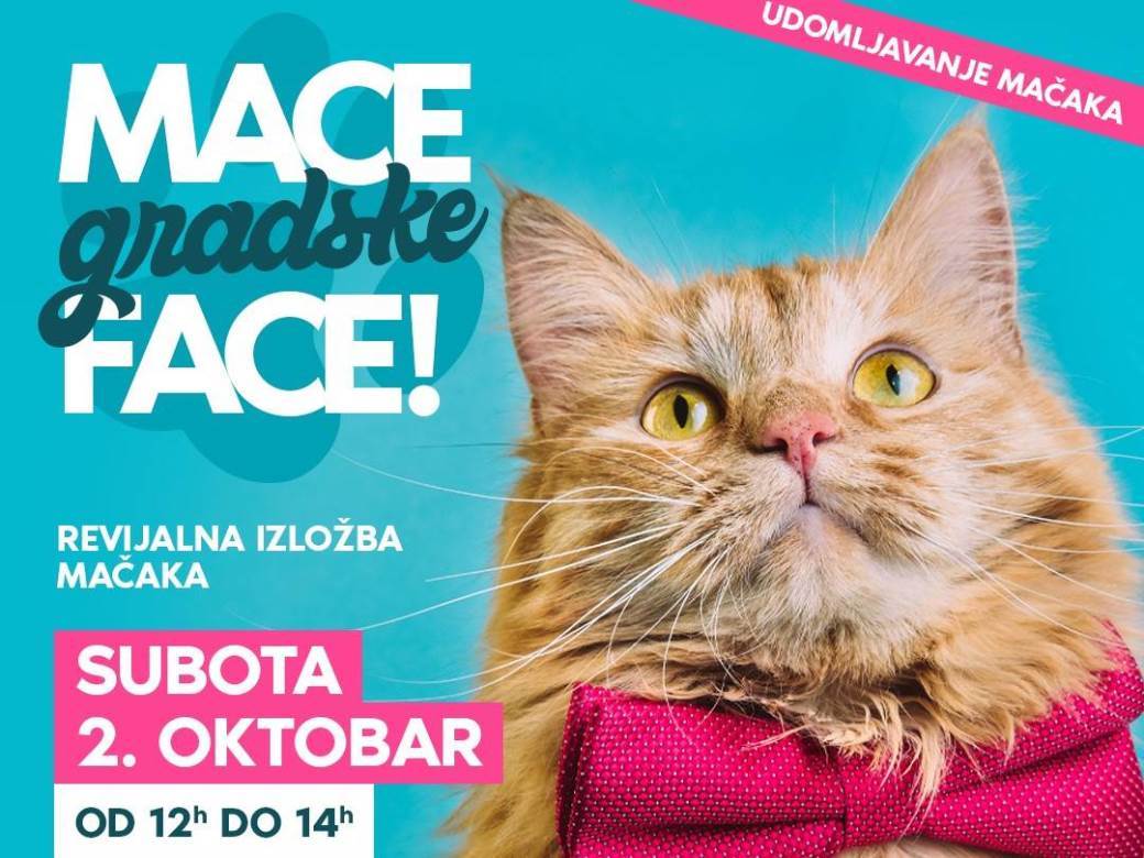  "Mace gradske face": U subotu u Banjaluci izložba mačaka 