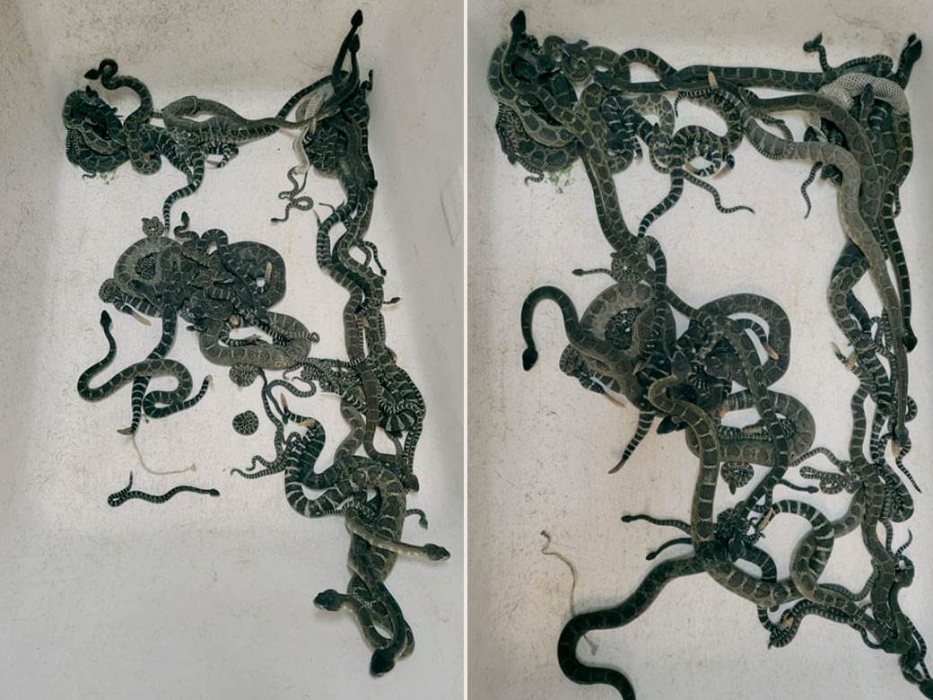  Hvatač zmija satima izvlačio skoro 100 zvečarki ispod kuće 