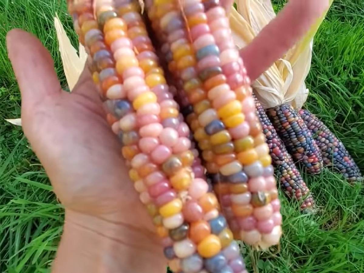  Šareni kukuruz hit na mrežama 