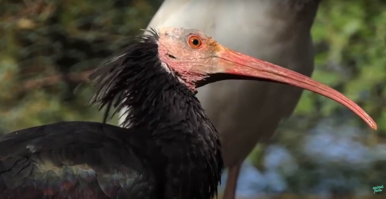  Ćelavi ibis iz BiH svratio u Crnu Goru, štitili ga cijelu noć 
