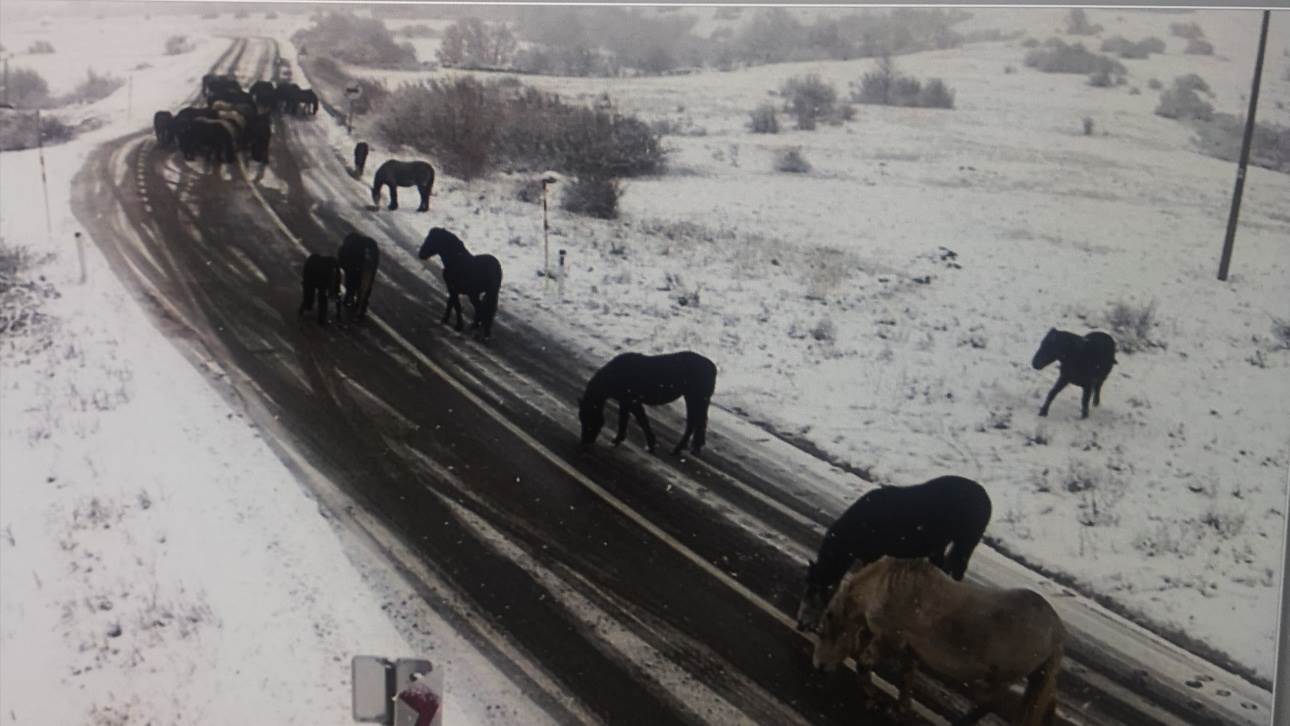  Vozači pažnja: Divlji konji na putu! FOTO 