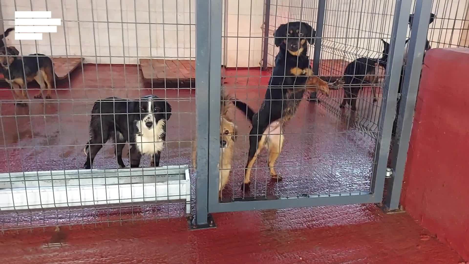  Stanivuković najavio izgradnju novog azila za pse u Banjaluci 