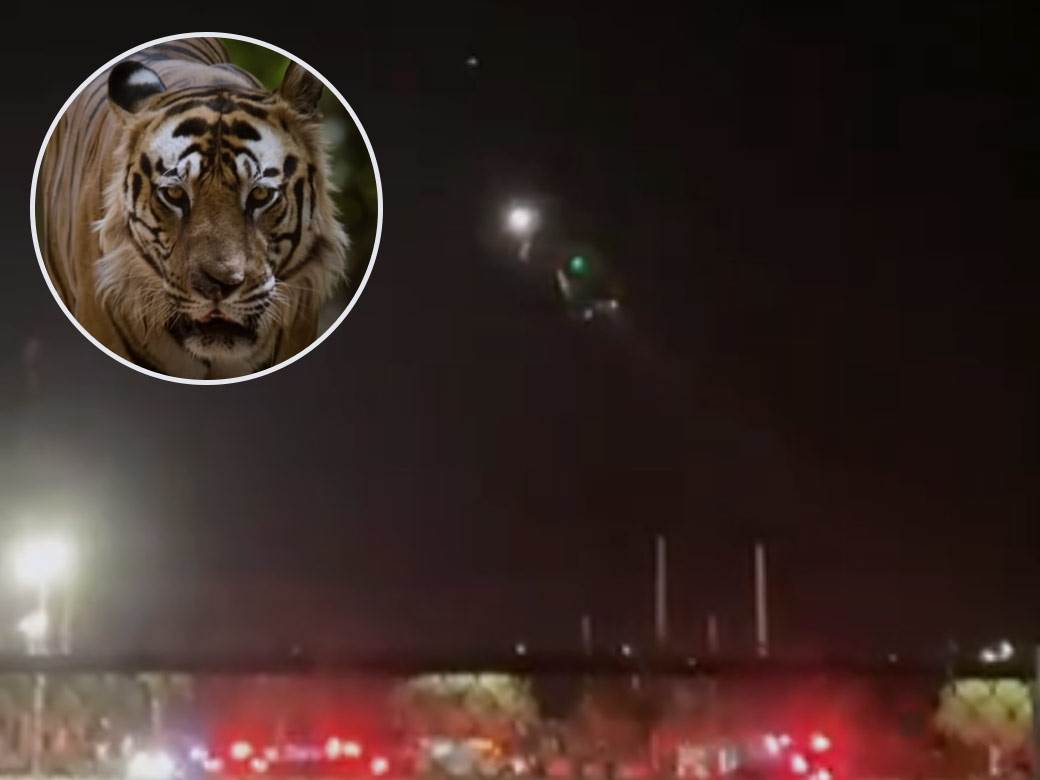  Muškarac završio u čeljustima tigra! Mazio divlju zvijer - policija morala da ubije životinju kako bi ga spasili (VIDEO) 