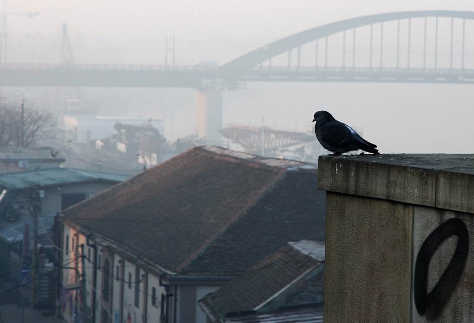  Panika u Osijeku: Mrtvi golubovi padaju na ulice 
