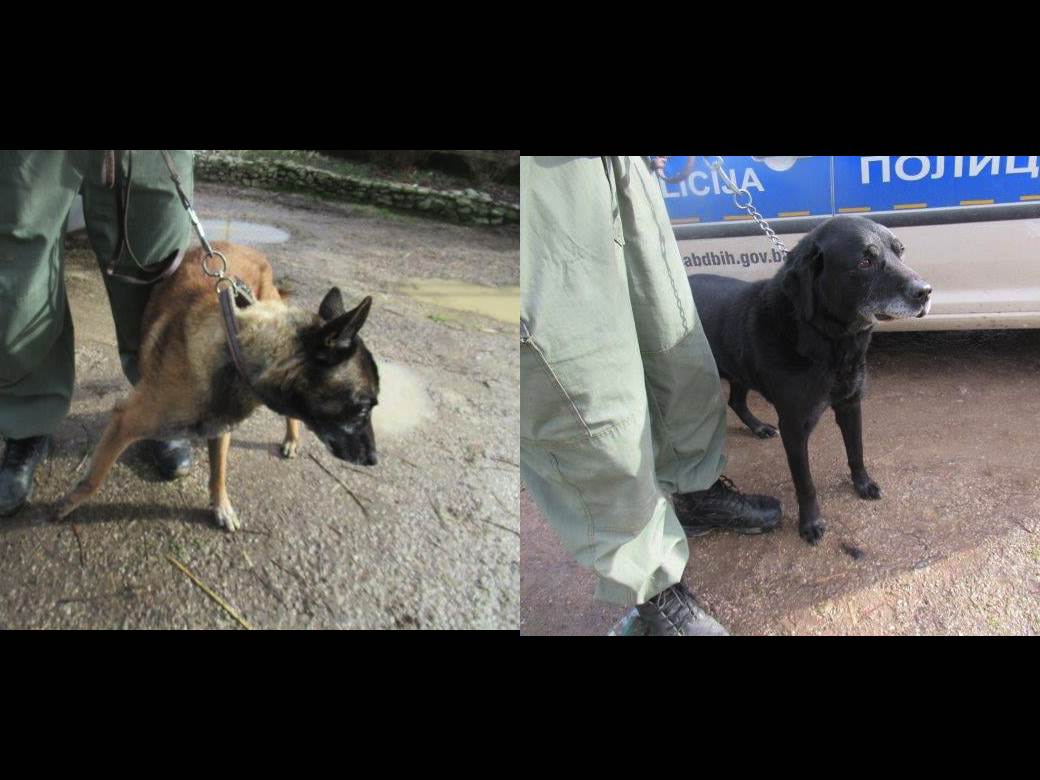  Poziv za Brčake: Usvojite starije penzionisane policijske pse, zaslužili su više od azila 
