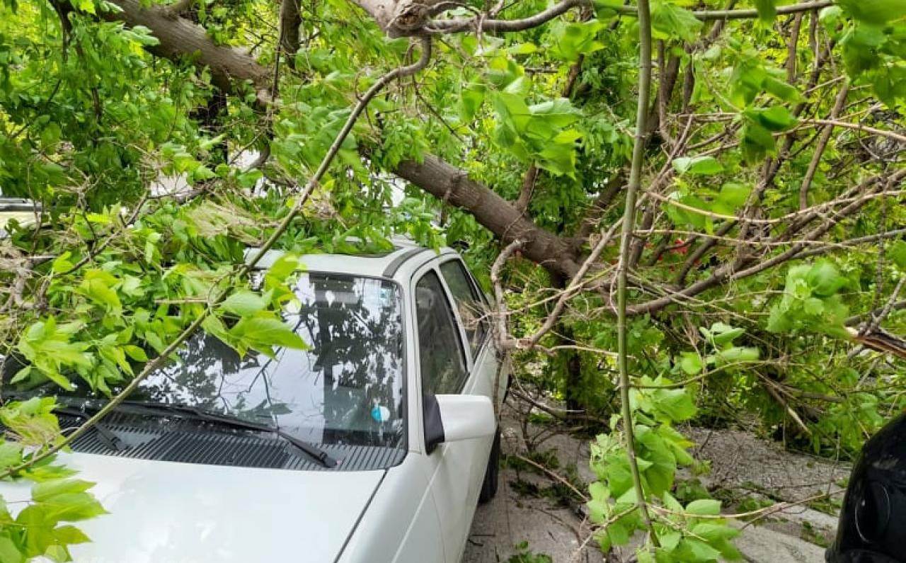  Vjetar srušio stablo na parkirana vozila u Mostaru 