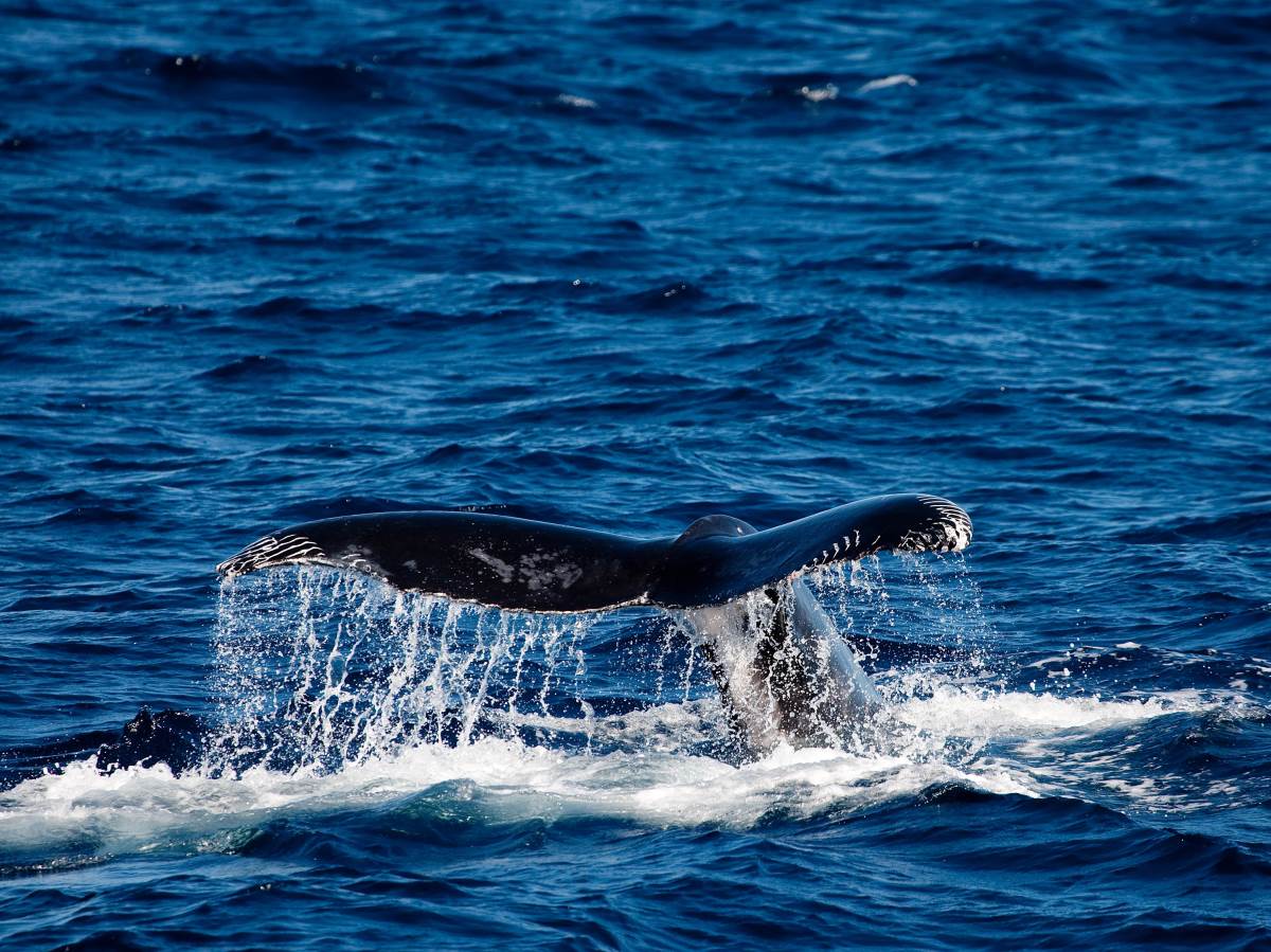  behavior-of-humpback-whale-2022-03-08-00-14-22-utc.jpg 