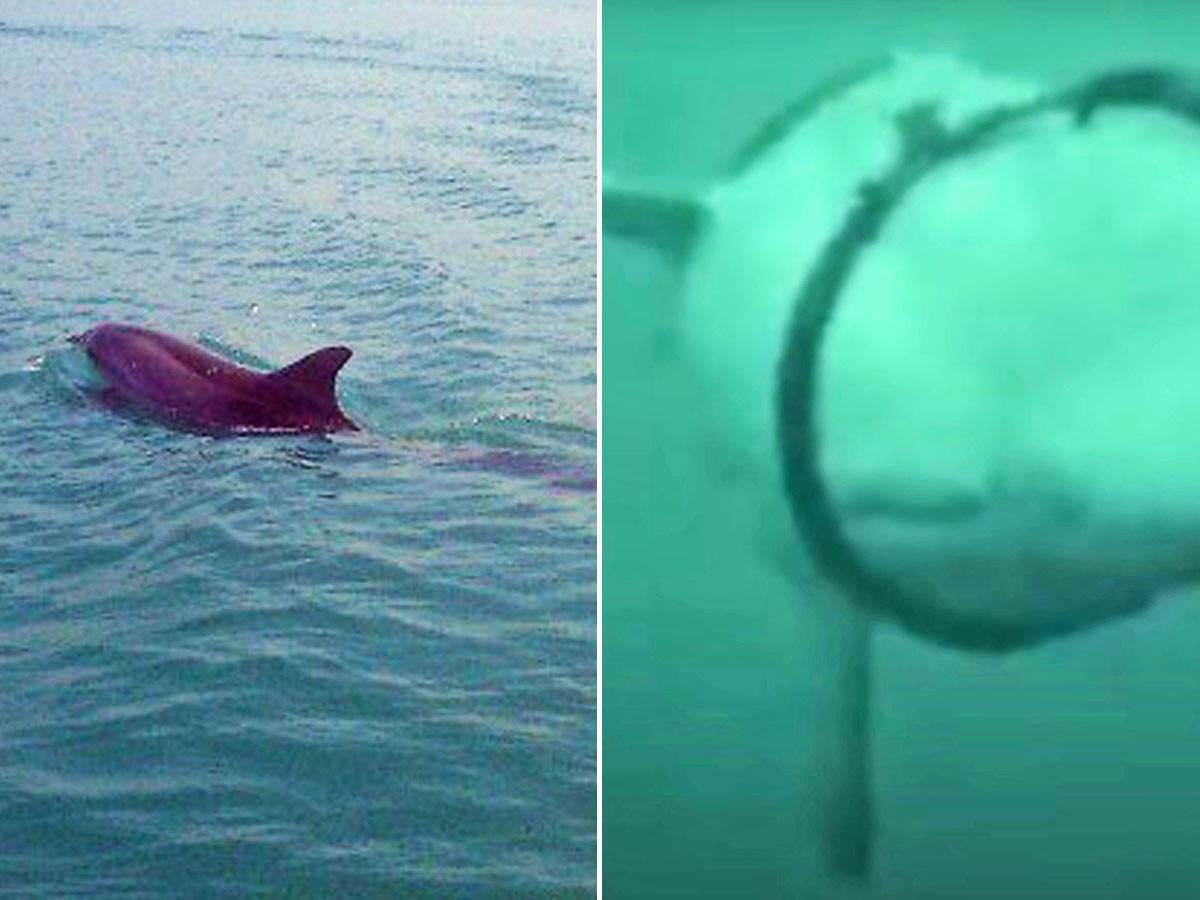  Amerika otkrila ruske ratne delfine 