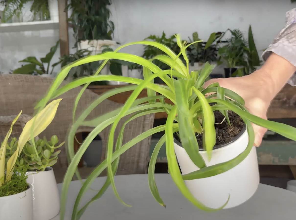  Savjeti za njegu kućnog cvijeća 