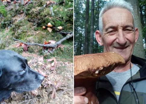 Berba gljiva vrganj u šumama na Kozari Berba gljiva vrganj u šumama na Kozari