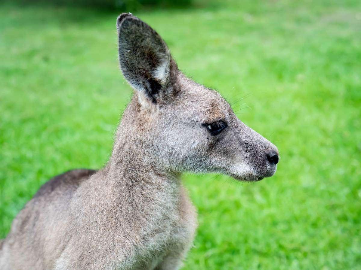  young-male-kangaroo-close-up-on-a-green-grass-back-2022-01-21-22-17-11-utc.jpg 