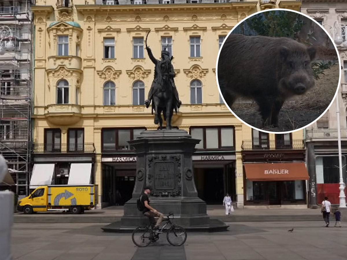  Divlje svinje u Zagrebu 