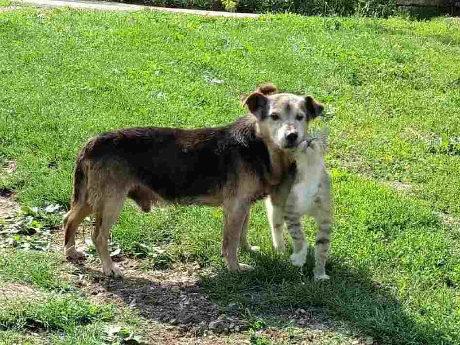 Slijepi pas i stari mačak iz Gornjih Rakana Slijepi pas i stari mačak iz Gornjih Rakana