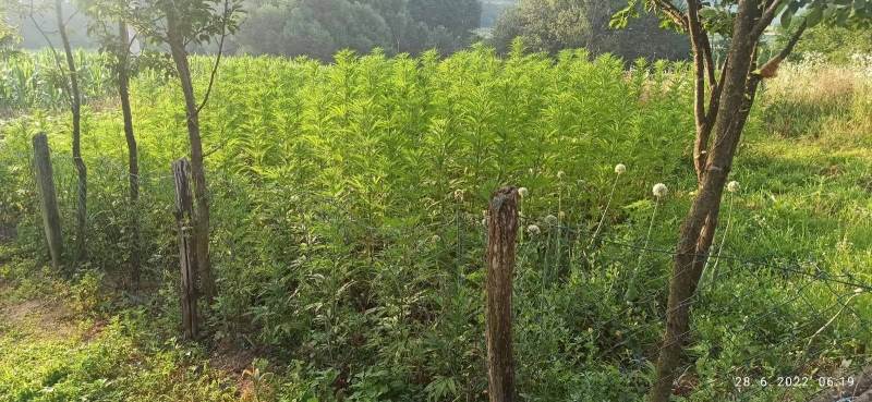  U Bijeljini zaplijenjeno više od 170 kg marihuane 