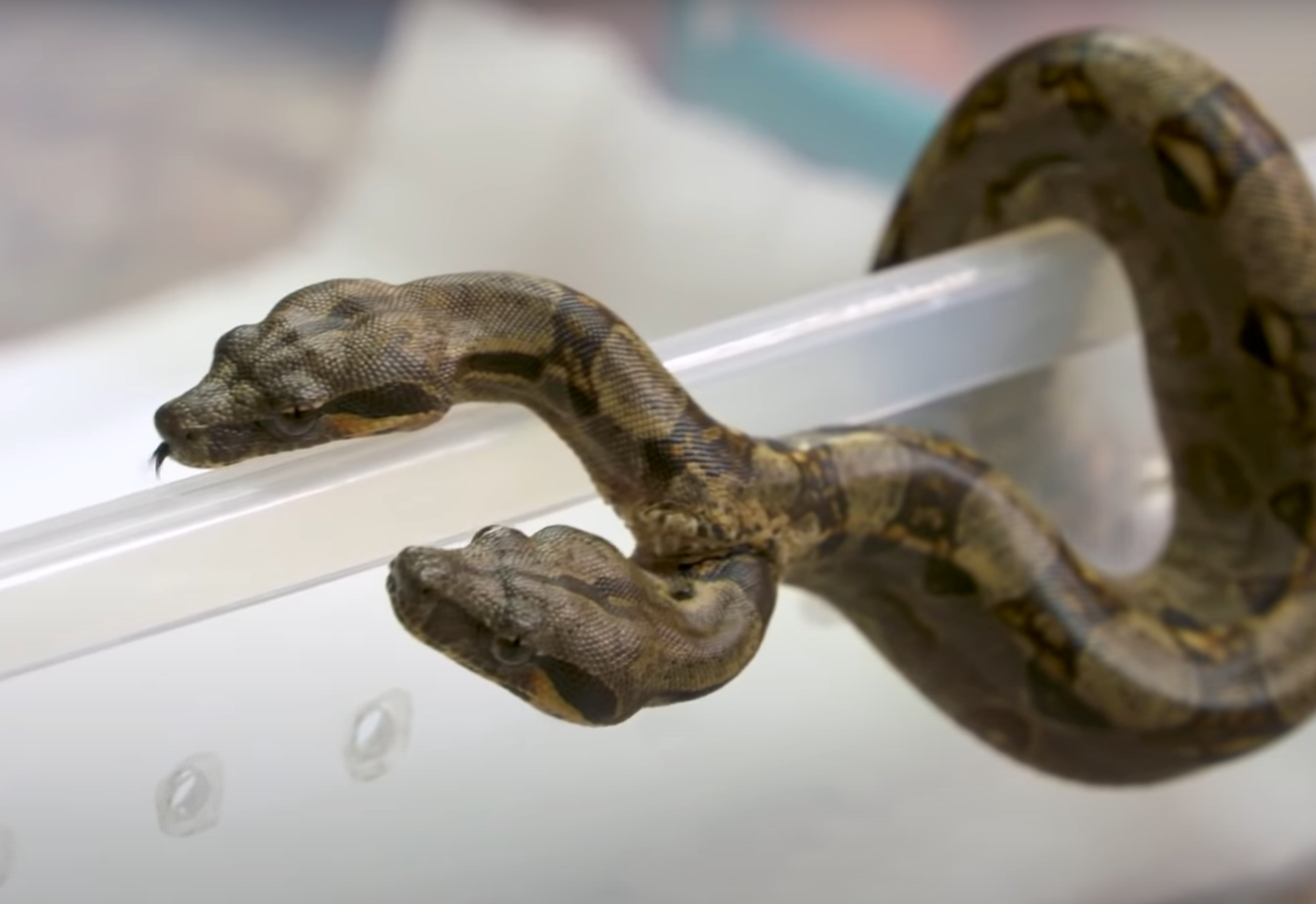  Pronađena zmija sa dvije glave: Stručnjaci objasnili grešku prirode 